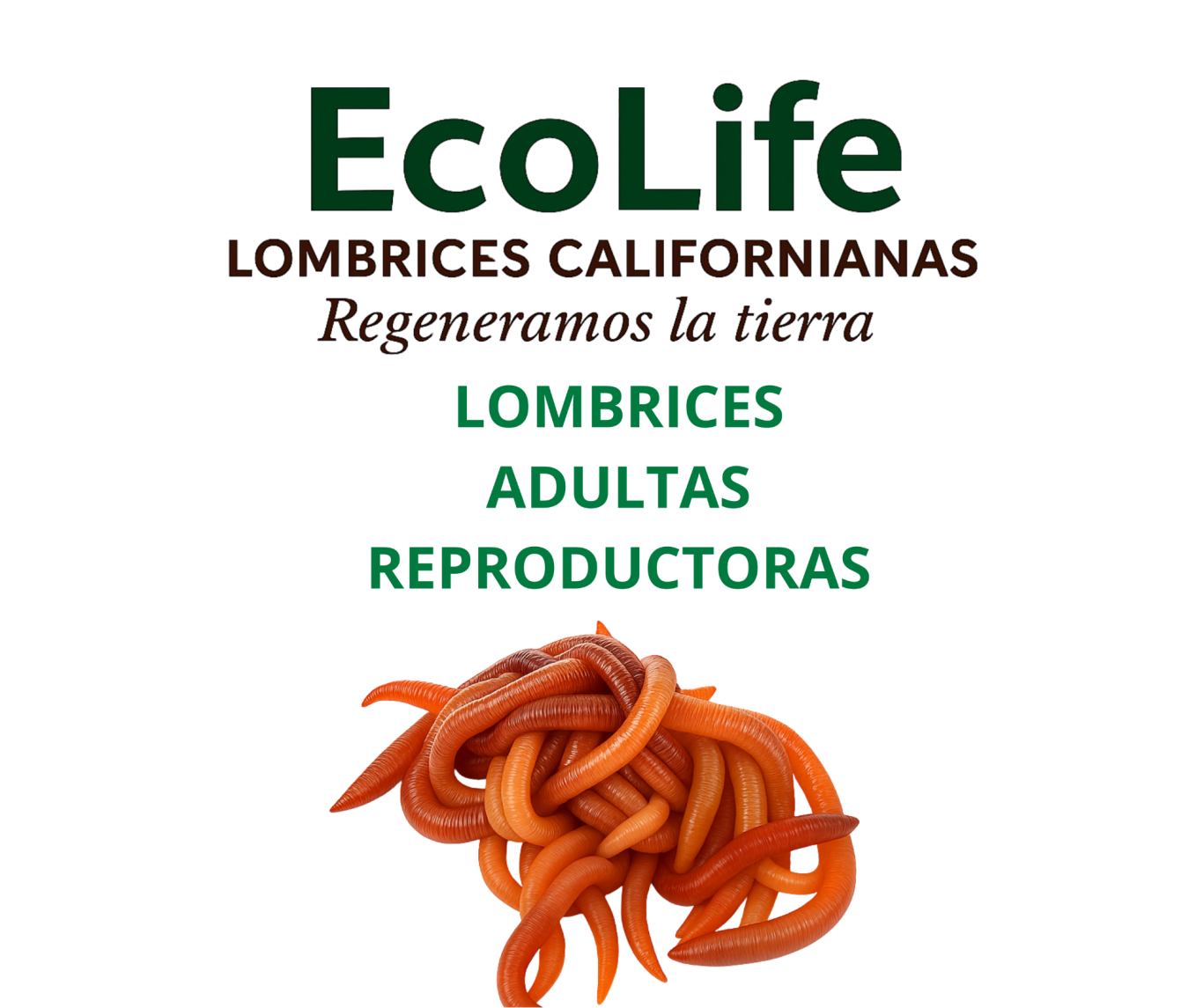 EcoLife Ecuador Humus de lombriz EcoLife aplicado en cultivo de banano en Ecuador para mejorar la fertilidad del suelo y el desarrollo radicular