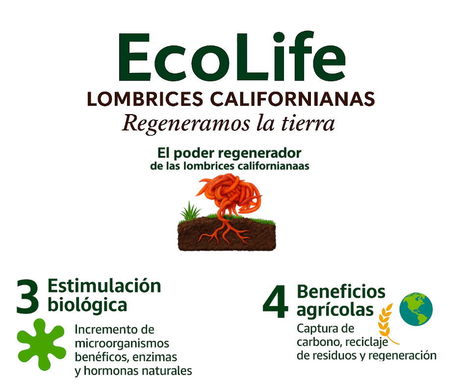 EcoLife Ecuador Lombrices californianas organico pitahaya