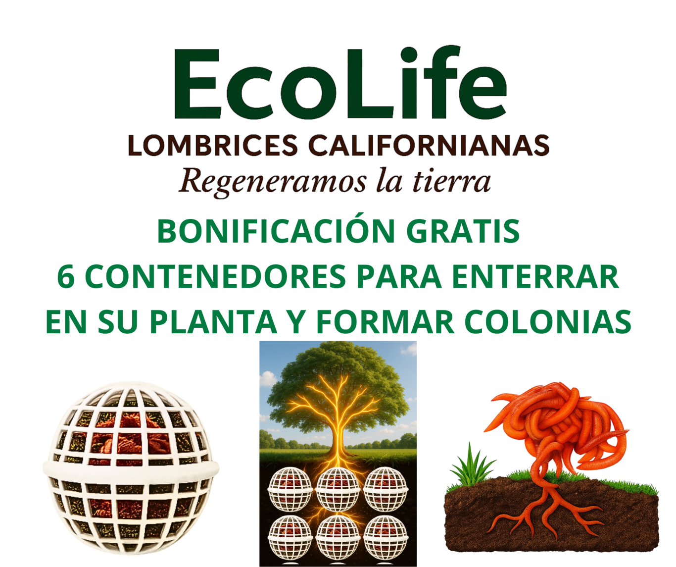 EcoLife Ecuador Lombrices californianas EcoLife produciendo humus orgánico de alta calidad para agricultura regenerativa en Ecuador
